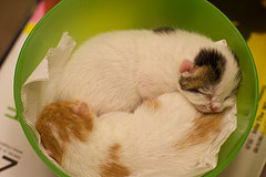 Cats in a Bowl