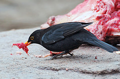 Bird stealing meat