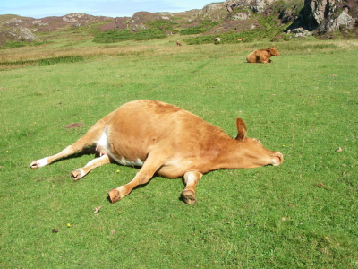 Lazy Cow